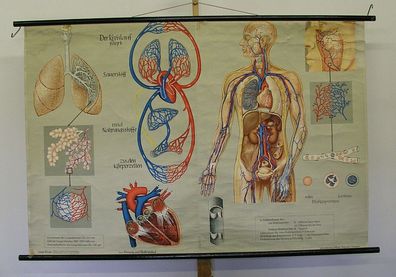 Wandbild Atmung Blutkreislauf Lunge 169x113 1959 vintage wall chart respiration