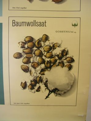 schönes altes Wandbild Ölpflanze Erdnuß Kokosnuß Sonnenblume 119x83 vintage 1959
