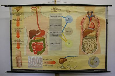 Wandbild Lehrbild Verdaunung Zähne Magen Darm After 166x111 1960 human digestive