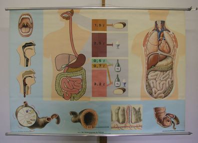 Wandkarte Wandbild Verdaunung Zähne Magen Darm After 164x114 vintage wall chart