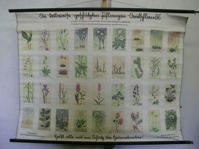 alte Wandbild teilweise geschütze Pflanzen Deutschlands 1930 129x98 vintage map