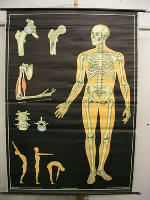 Schulwandkarte Wandkarte Wandbild Knochengerüst Skelett Knochen Gerüst 116x162cm