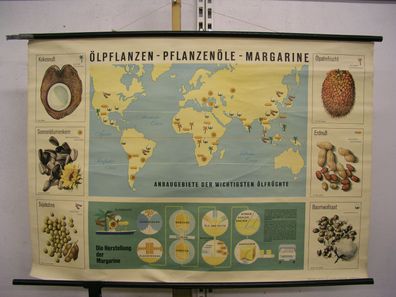 schönes altes Wandbild Ölpflanze Erdnuß Kokosnuß Sonnenblume 119x82 vintage 1961