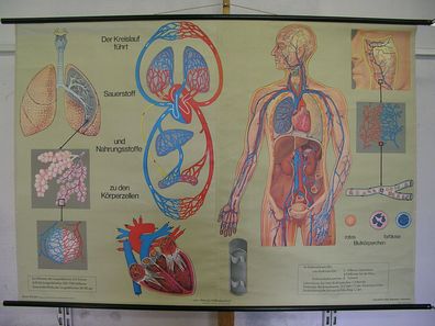 Wandbild Atmung Blutkreislauf Lunge 166x116 1960 vintage wall chart respiration