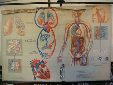 Schulwandbild Atmung Blutkreislauf Lunge Herz Venen 165x114cm vintage wall chart
