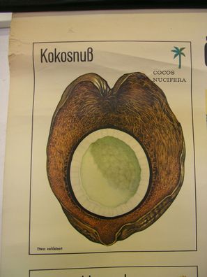 schöne alte Wandkarte Palmöl Erdnuß Kokosnuß Sonnenblume 119x82cm vintage 1960