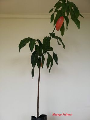 Mangobaum Mango Mangifera indica der Sorte Palmer / Gepropft