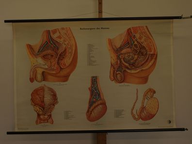 Beckenorgane des Mannes Hoden Penis Prostata 1956 Schulwandbild Wandbild 117x79cm