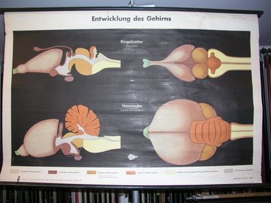 Entwicklung des Gehirns Ringelnatter Haustaube 1953 Schulwandbild Wandbild 117x78cm
