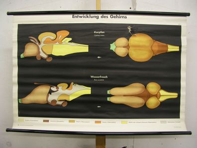 Entwicklung des Gehirns Karpfen Wasserfrosch 1953 Schulwandbild Wandbild 116x78cm