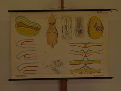 Smalian 10 Bildung der Organe Embryo Morphologie 1955 Schulwandbild Wandbild 119x81cm