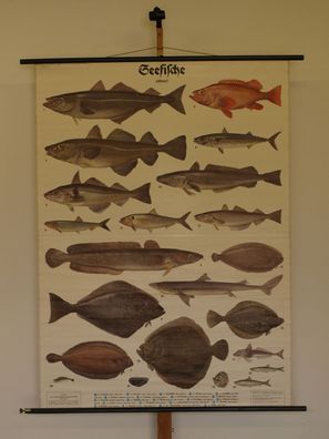 Seefische Lachs Kabeljau Hering Leng 1935 Schulwandbild Wandbild 120x163cm