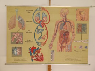 Atmung und Blutkreislauf Lunge Herz Sauerstoff Atem 1968 Wandbild 166x116cm
