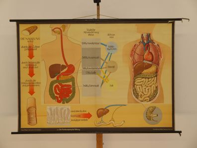 Verdauungsweg der Nahrung Nährstoffe Zähne Magen Darm 1965 Wandbild 166x116cm