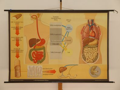Verdauungsweg der Nahrung Nährstoffe Zähne Magen Darm 1965 Wandbild 166x115cm