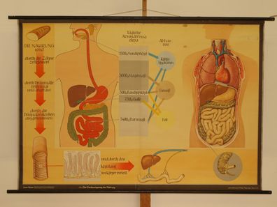 Verdauungsweg der Nahrung Nährstoffe Zähne Magen Darm 1965 Wandbild 165x115cm