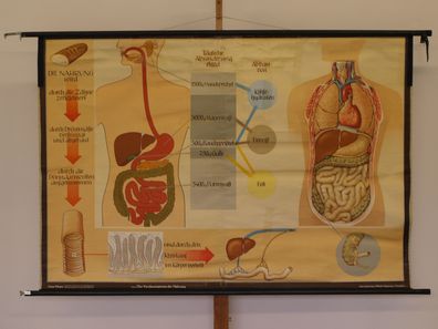 Verdauungsweg der Nahrung Nährstoffe Zähne Magen Darm 1965 Wandbild 166x113cm