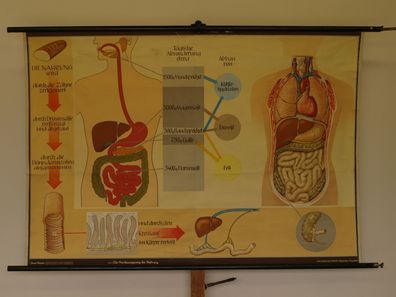 Verdauungsweg der Nahrung Nährstoffe Zähne Magen Darm 1965 Wandbild 165x114cm