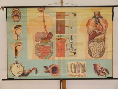 Verdauungsweg der Nahrung Nährstoffe Zähne Magen Darm 1969 Wandbild 163x108cm