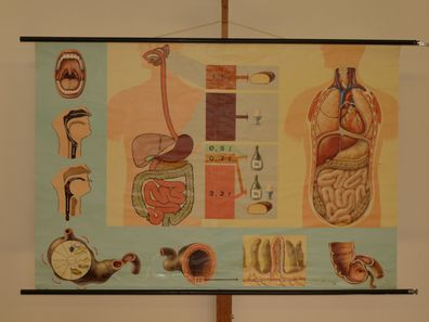 Verdauungsweg der Nahrung Nährstoffe Zähne Magen Darm 1969 Wandbild 166x113cm