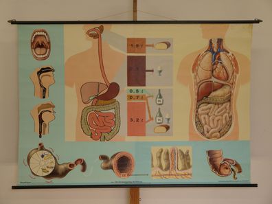 Verdauungsweg der Nahrung Nährstoffe Zähne Magen Darm 1969 Wandbild 167x115cm