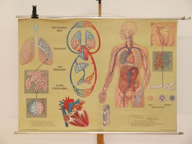 Atmung und Blutkreislauf Lunge Herz Sauerstoff Atem 1968 Wandbild 165x117cm
