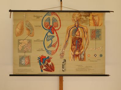 Atmung und Blutkreislauf Lunge Herz Sauerstoff Atem 1968 Wandbild 168x114cm