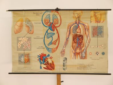 Atmung und Blutkreislauf Lunge Herz Sauerstoff Atem 1968 Wandbild 167x109cm