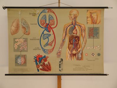 Atmung und Blutkreislauf Lunge Herz Sauerstoff Atem 1968 Wandbild 169x115cm