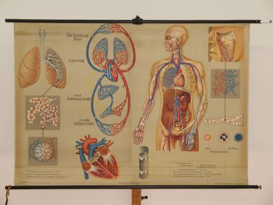 Atmung und Blutkreislauf Lunge Herz Sauerstoff Atem 1968 Wandbild 166x115cm
