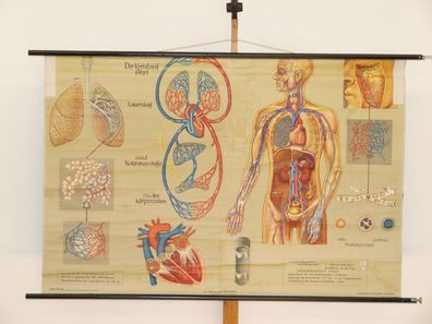 Atmung und Blutkreislauf Lunge Herz Sauerstoff Atem 1968 Wandbild 165x109cm