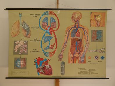 Atmung und Blutkreislauf Lunge Herz Sauerstoff Atem 1968 Wandbild 168x117cm