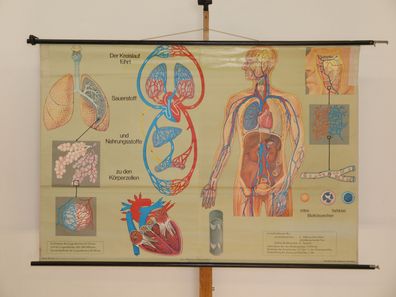 Atmung und Blutkreislauf Lunge Herz Sauerstoff Atem 1968 Wandbild 166x113cm