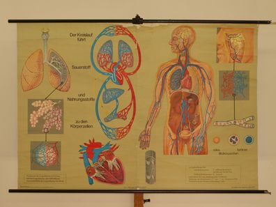 Atmung und Blutkreislauf Lunge Herz Sauerstoff Atem 1968 Wandbild 168x116cm
