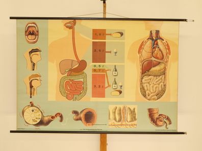 Verdauungsweg der Nahrung Nährstoffe Zähne Magen Darm 1969 Wandbild 165x114cm