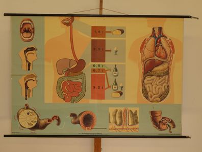 Verdauungsweg der Nahrung Nährstoffe Zähne Magen Darm 1969 Wandbild 166x114cm