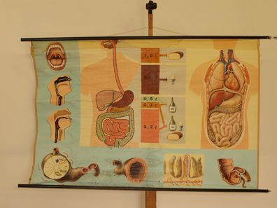 Verdauungsweg der Nahrung Nährstoffe Zähne Magen Darm 1969 Wandbild 166x107cm