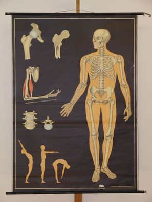Knochengerüst Knochenmann Skelett Schädel Zähne Deko 1965 Wandbild 115x161cm