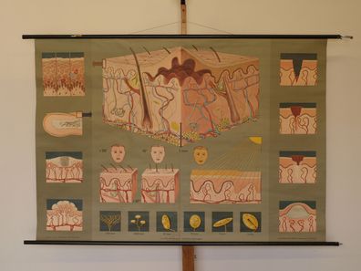 Haut Dermatologie Aufbau Funktion Lehrtafel Schaubild 1965 Wandbild 167x116cm