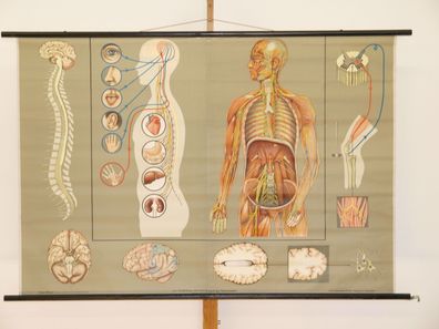 Nervensystem Nervenarzt Neurologie Gehirn Lehrtafel 1965 Wandbild 168x115cm