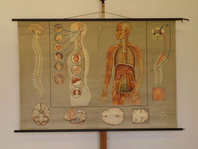 Nervensystem Nervenarzt Neurologie Gehirn Lehrtafel 1965 Wandbild 169x116cm