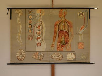 Nervensystem Nervenarzt Neurologie Gehirn Lehrtafel 1965 Wandbild 167x115cm