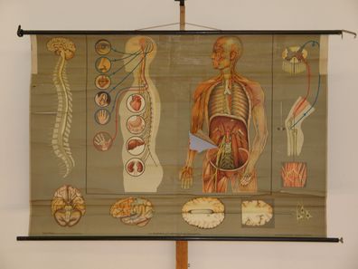 Nervensystem Nervenarzt Neurologie Gehirn Lehrtafel 1965 Wandbild 166x112cm