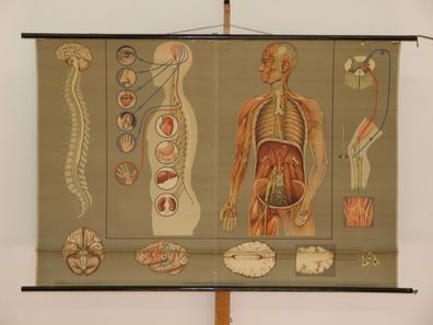 Nervensystem Nervenarzt Neurologie Gehirn Lehrtafel 1965 Wandbild 166x115cm