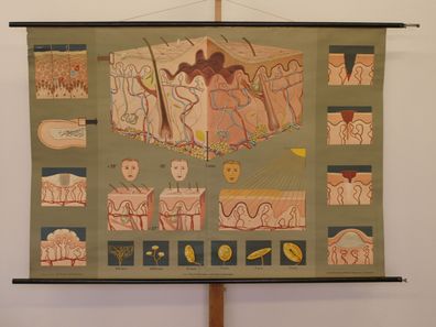 Haut Dermatologie Aufbau Funktion Lehrtafel Schaubild 1965 Wandbild 165x117cm