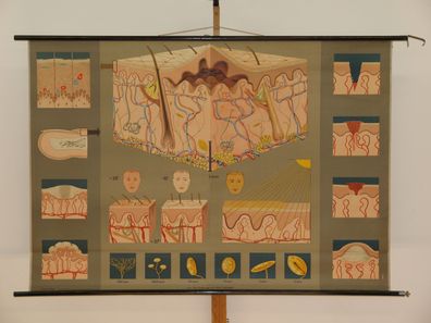 Haut Dermatologie Aufbau Funktion Lehrtafel Schaubild 1965 Wandbild 166x115cm