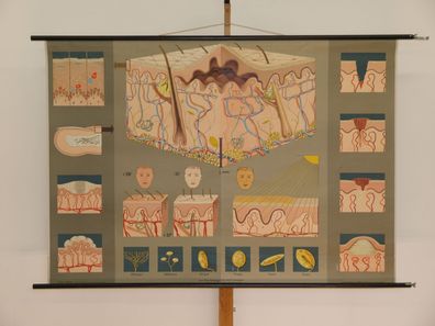 Haut Dermatologie Aufbau Funktion Lehrtafel Schaubild 1965 Wandbild 165x115cm