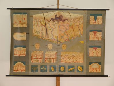 Haut Dermatologie Aufbau Funktion Lehrtafel Schaubild 1965 Wandbild 168x115cm