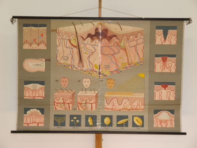 Haut Dermatologie Aufbau Funktion Lehrtafel Schaubild 1965 Wandbild 169x114cm