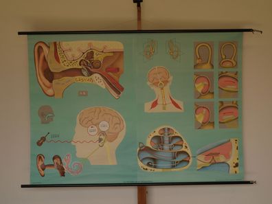 Gehör Gleichgewichtssinn Ohren HNO-Arzt Praxis 1965 Wandbild 166x117cm